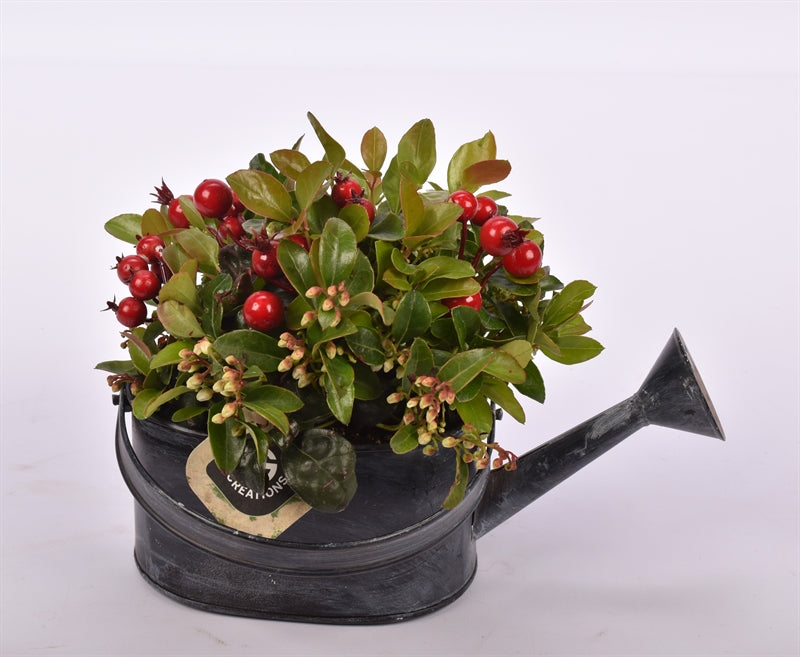 arr. Gaultheria 15cm Pot