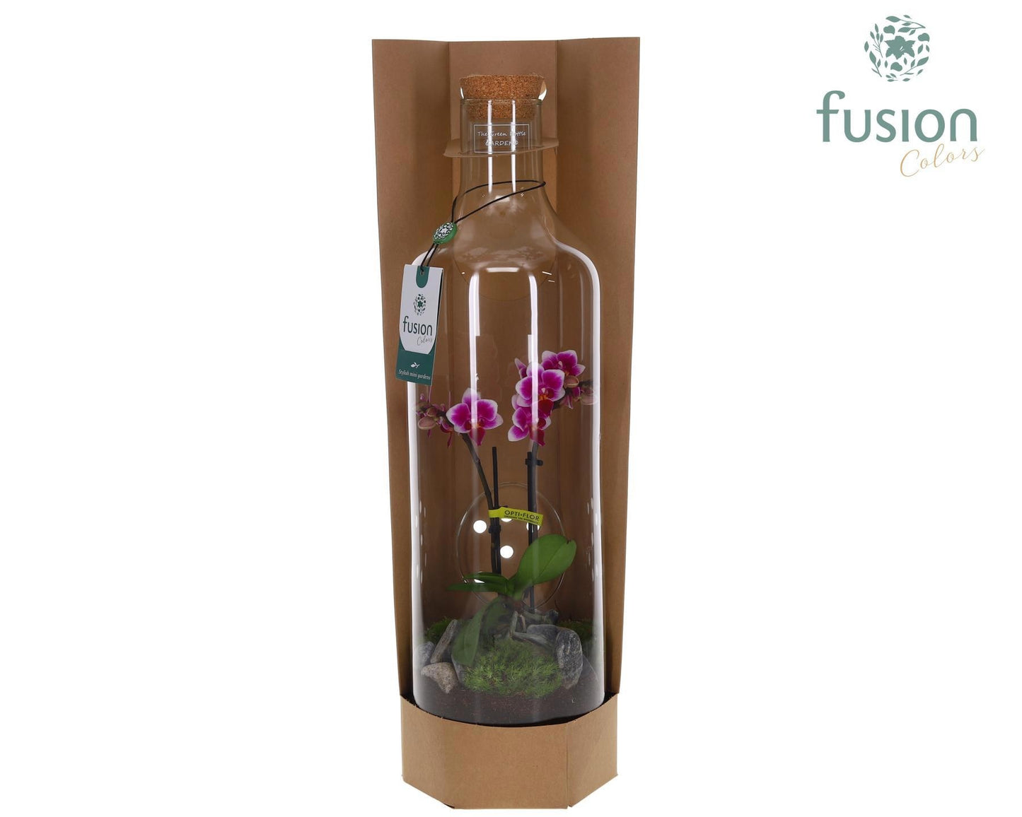 Green Bottle Fles Large met Phalaenopsis 55cm 15cm Pot