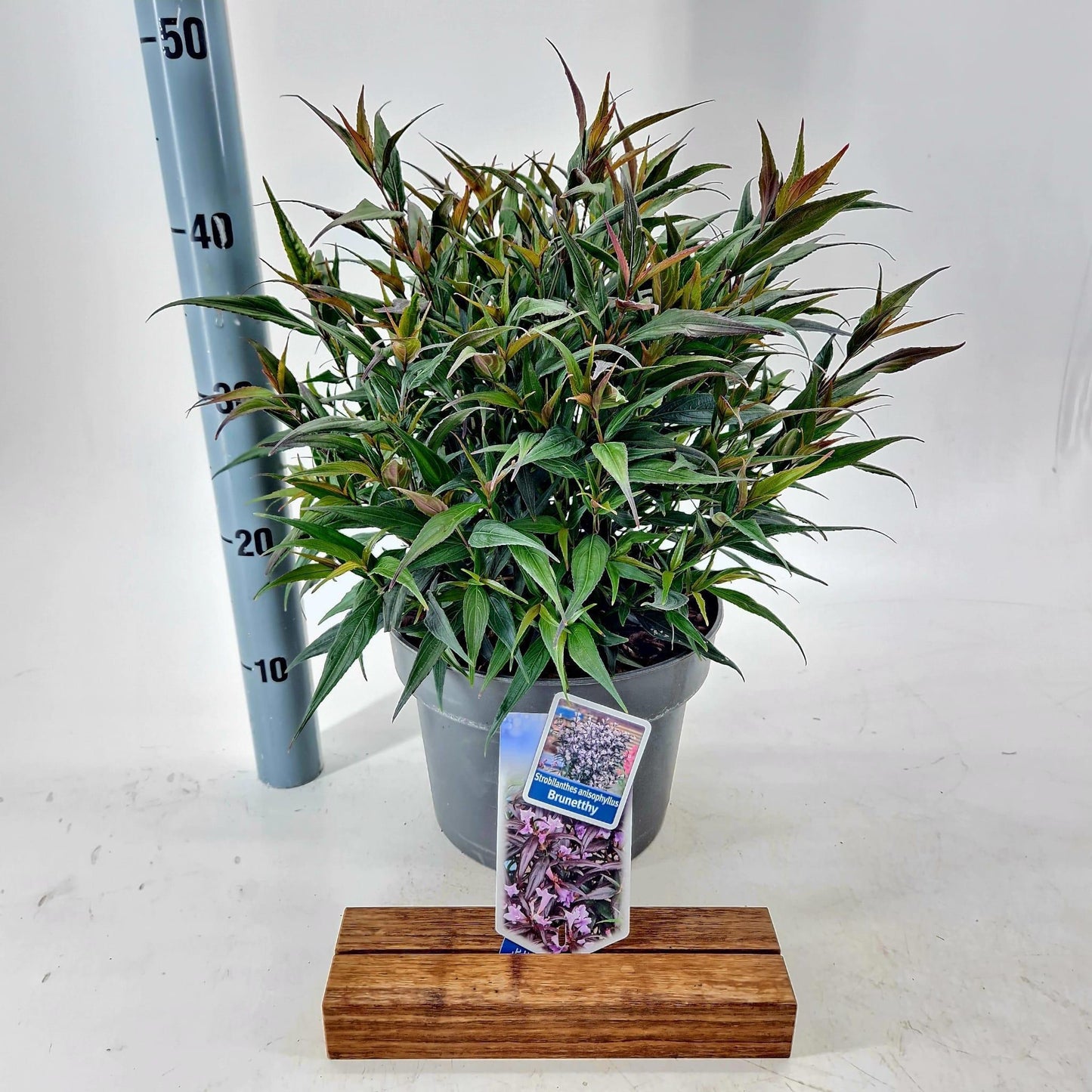 Strobilanthes atropurpurea 45cm 23cm Pot