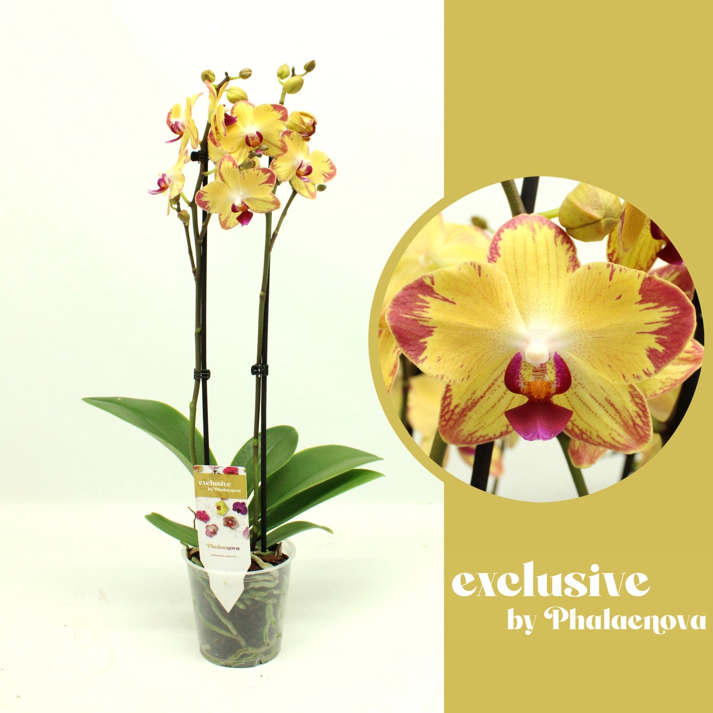 Phalaenopsis Papagayo 60cm 12cm Pot