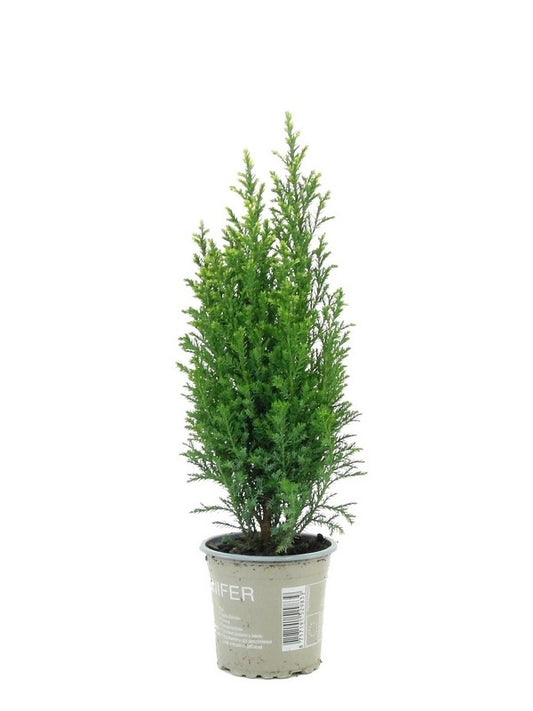 Chamaecyparis Snow White 20cm 9cm Pot