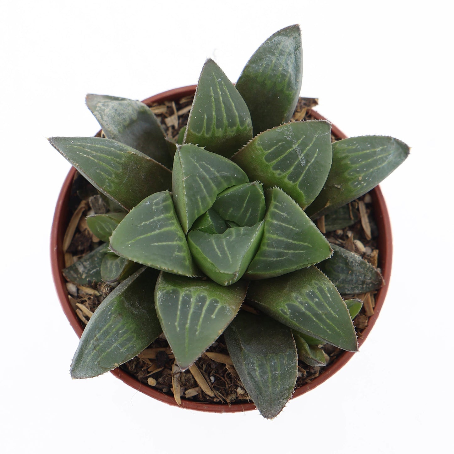 Euro Cactus Holland Bv Haworthia Retusa Pack of 20