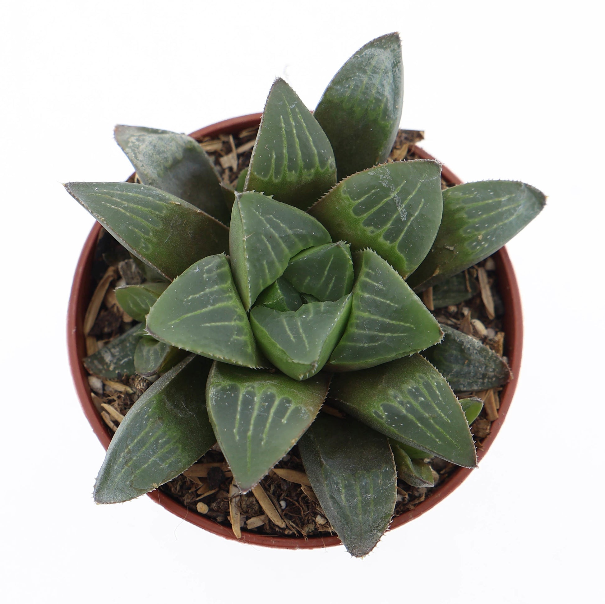 Euro Cactus Holland Bv Haworthia Retusa Pack of 20