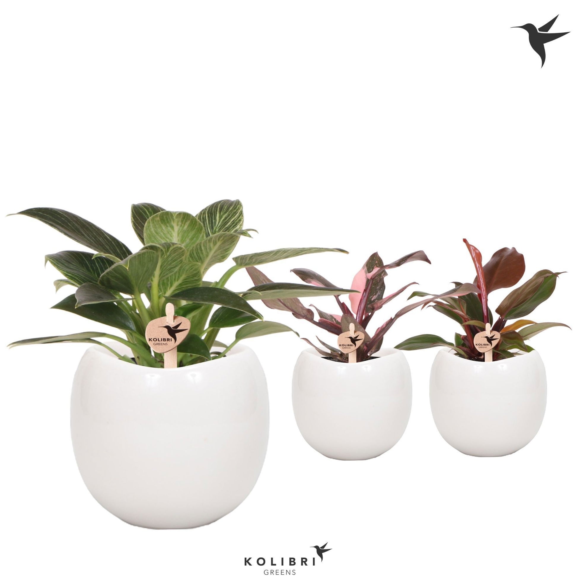 Phalaenopsis Kolibri mix 20cm 9cm Pot