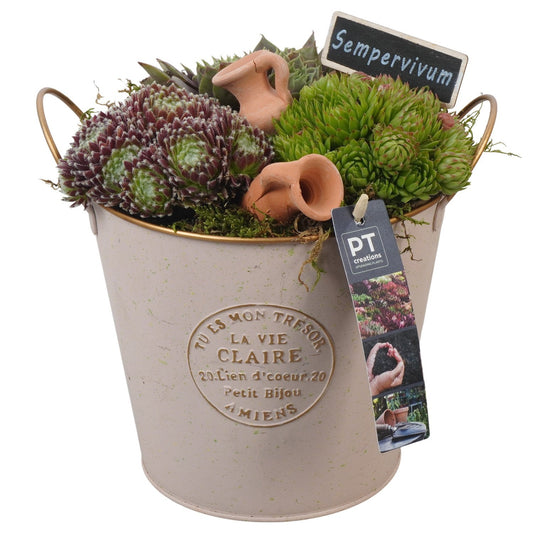 arr. Sempervivum 24cm 18cm Pot