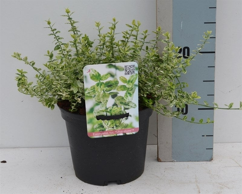 Roessel Tuinpl. VOF, B. v. Euonymus Silverstone Pack of 6