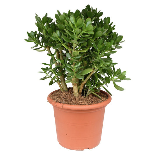 Crassula ovata 50cm 30cm Pot