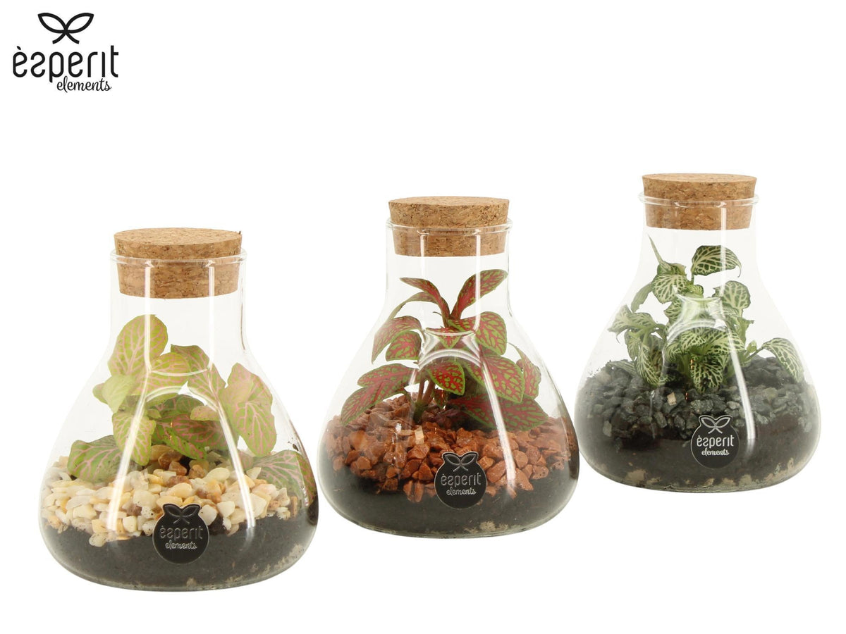 Glass Terrarium 14cm 10cm Pot