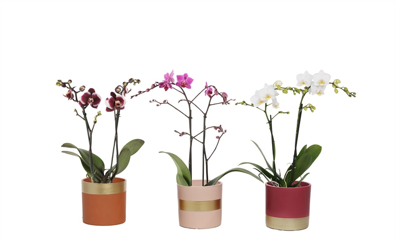 Phalaenopsis mix 45cm 12cm Pot