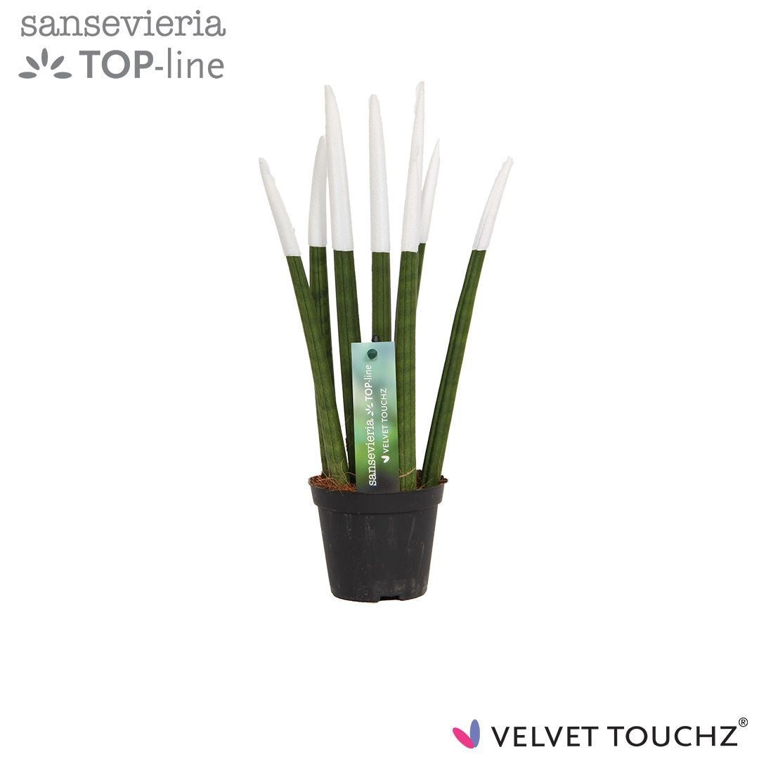 Sansevieria cylindrica 30cm 8.5cm Pot