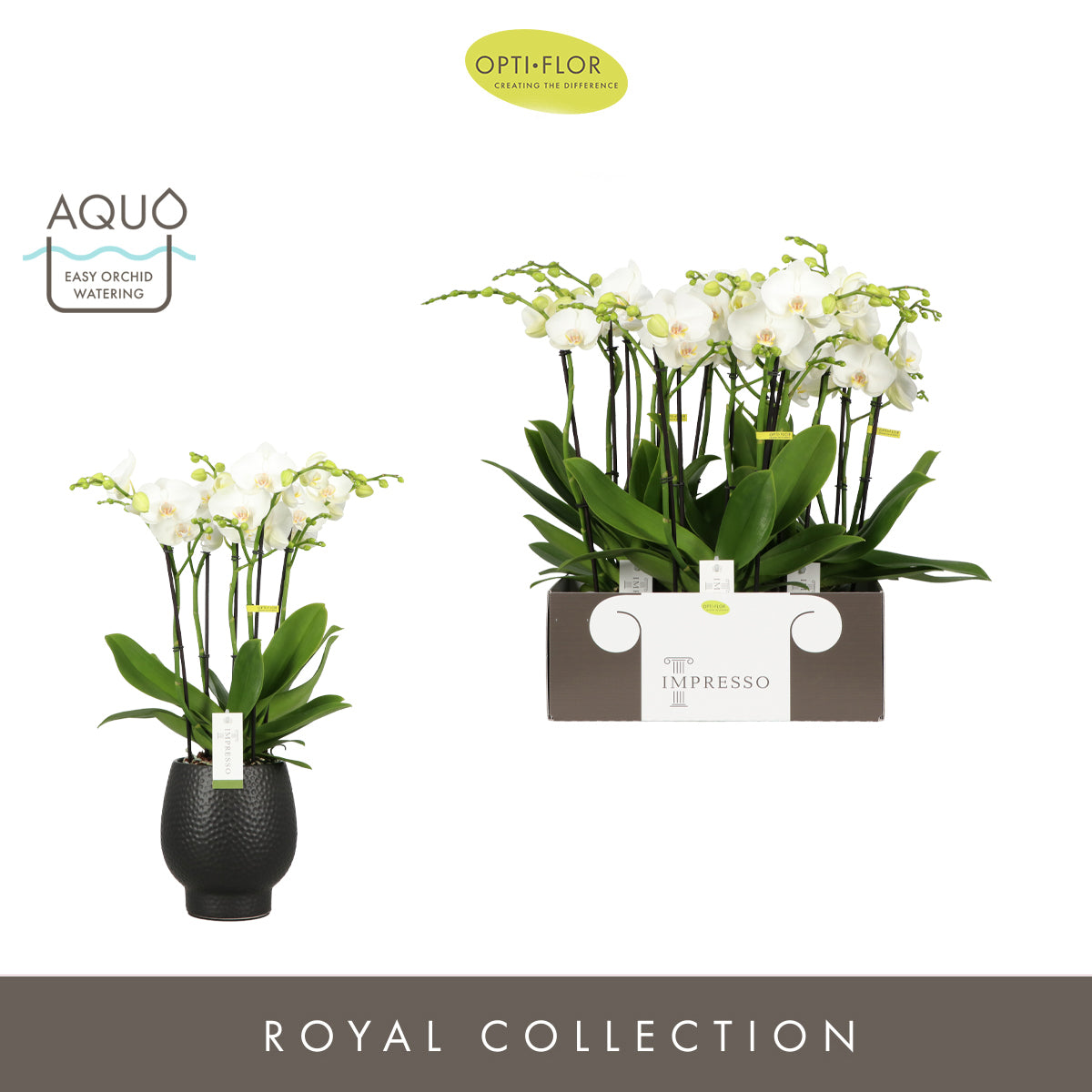 Phalaenopsis Impresso white 60cm 15cm Pot