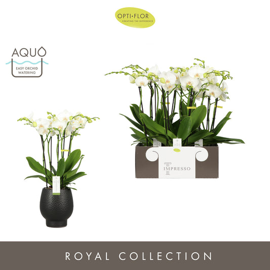 Phalaenopsis Impresso white 60cm 15cm Pot
