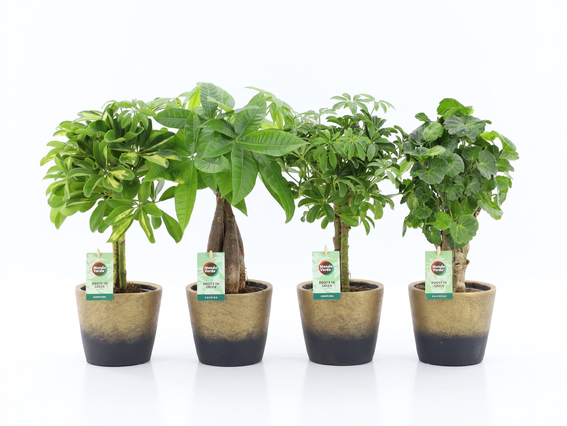 Foliage houseplants mix 45cm 13cm Pot
