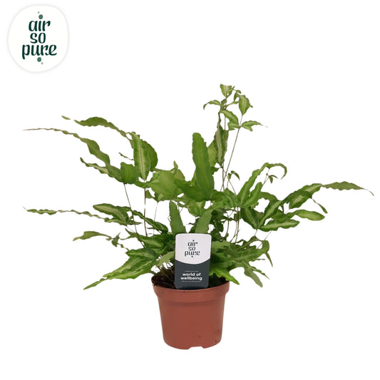 Pteris Albolineata 15cm 9cm Pot