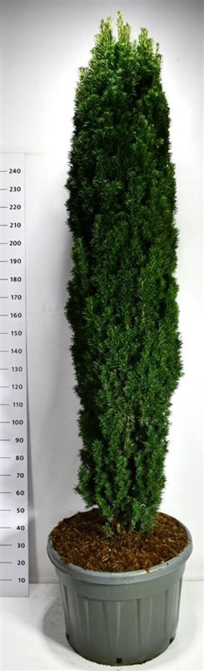 Taxus Fastigiata Robusta 320cm 77cm Pot