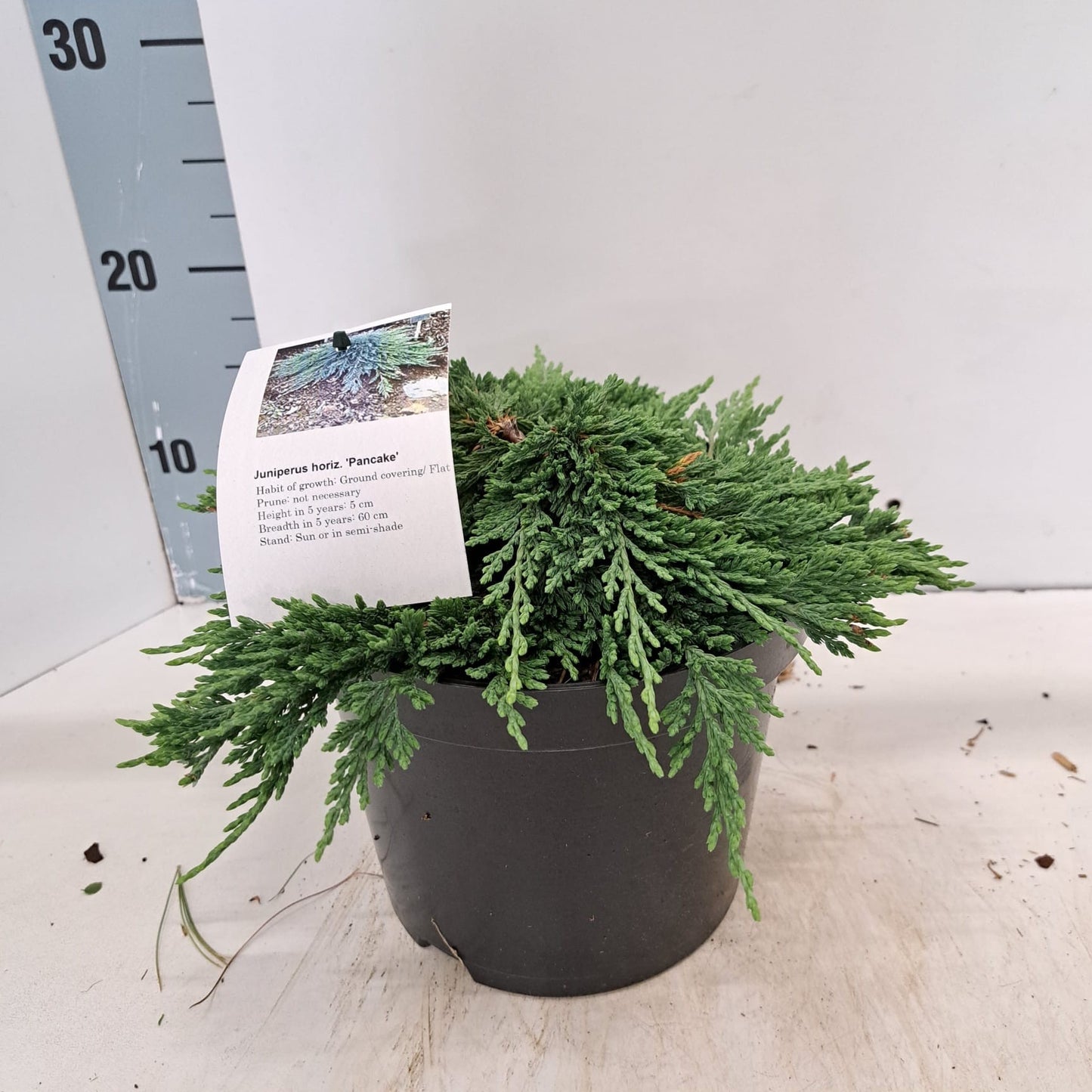 Juniperus horizontalis 25cm 19cm Pot
