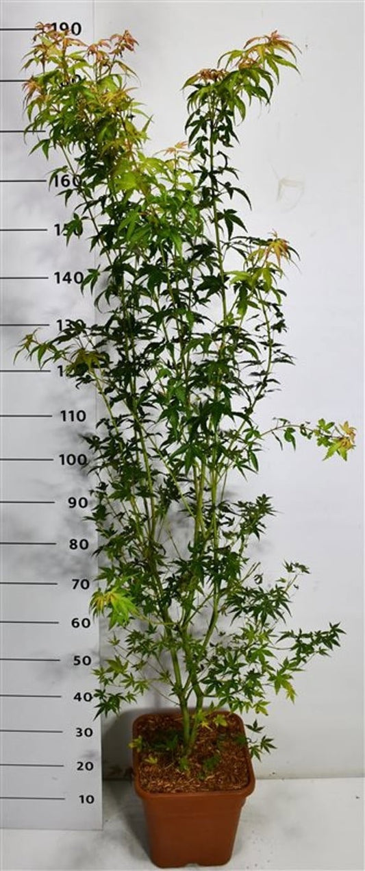 Acer Katsura 175cm 32cm Pot
