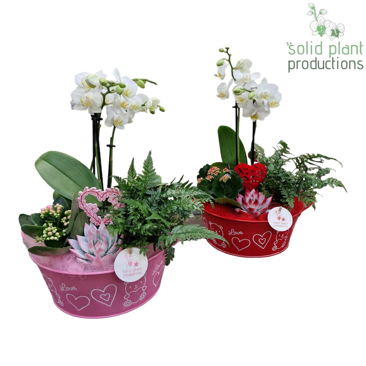 ZVPE004 Mariëlle Phalaenopsis Red/Pink 45cm 32cm Pot