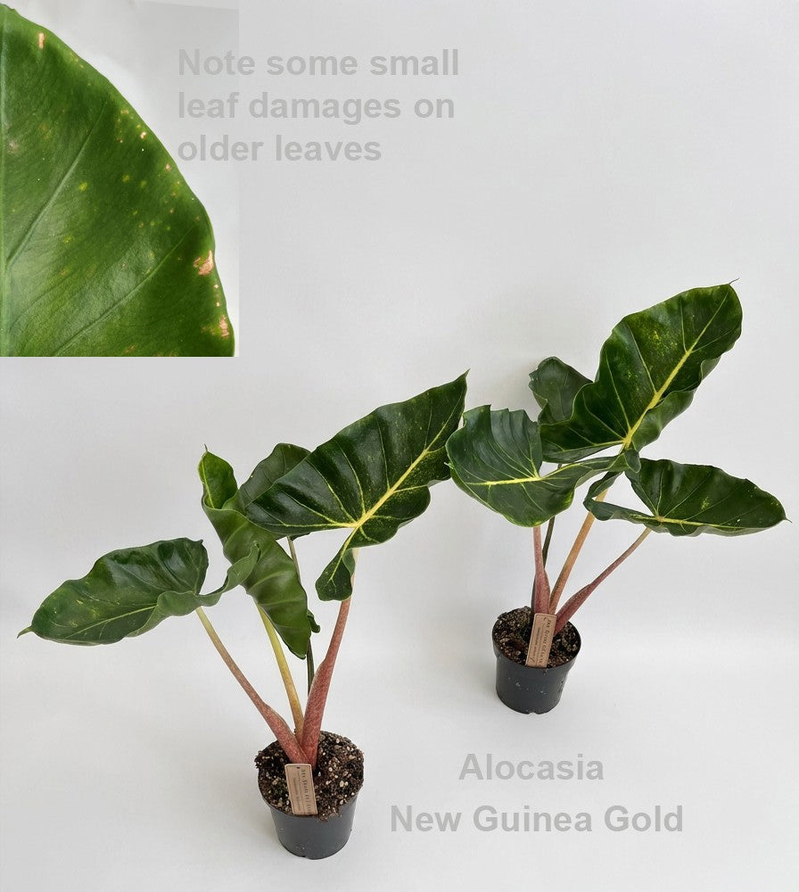 Alocasia amazonica 60cm 12cm Pot