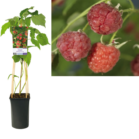 Starre BV, van der Rubus id. Malling Promise Pack of 4
