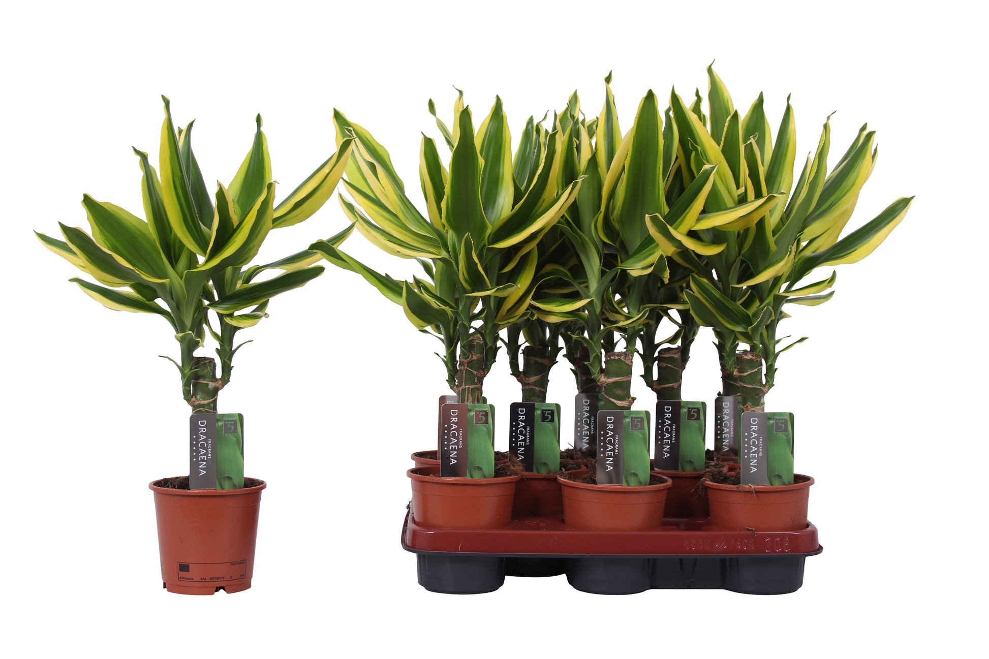 Vijverberg BV, kw. Piet Dracaena frag. Golden King Pack of 12