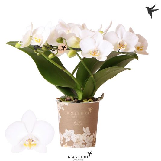 Phalaenopsis white halo 30cm 9cm Pot