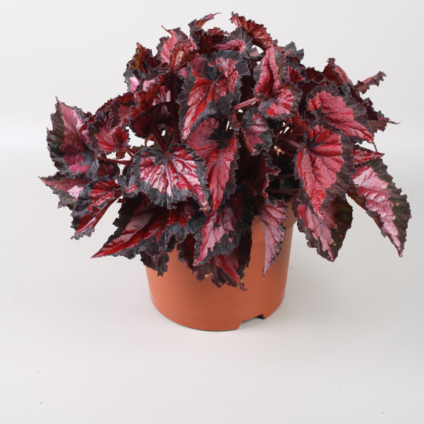 Berghoef Plants Begonia Beleaf Inca Night Pack of 4