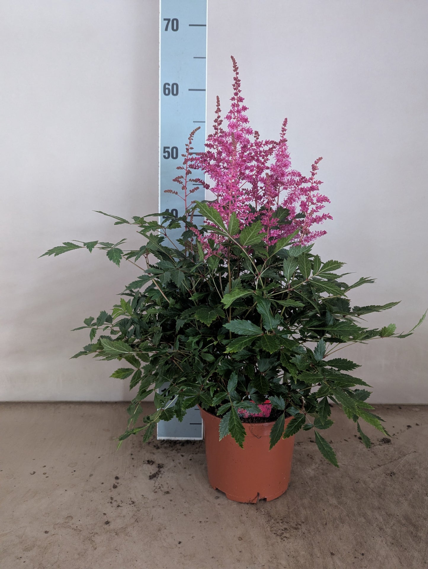 Astilbe Hybrid 50cm 15cm Pot