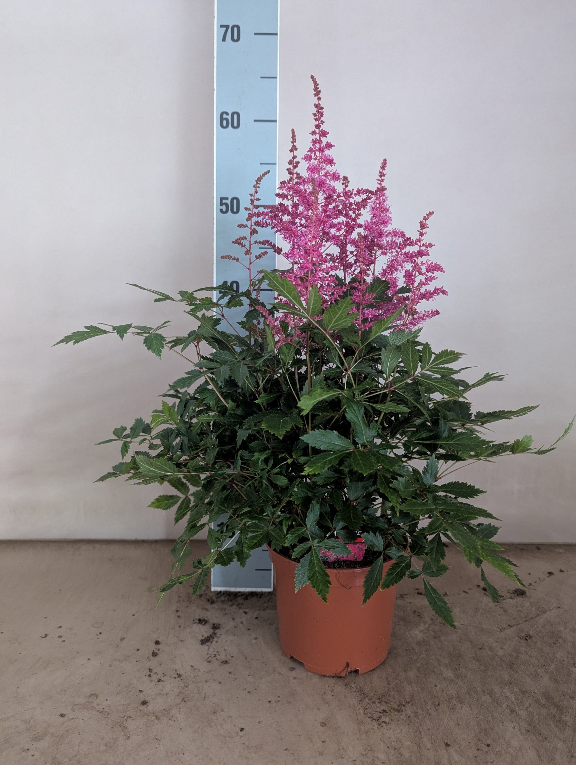 Astilbe Hybrid 50cm 15cm Pot