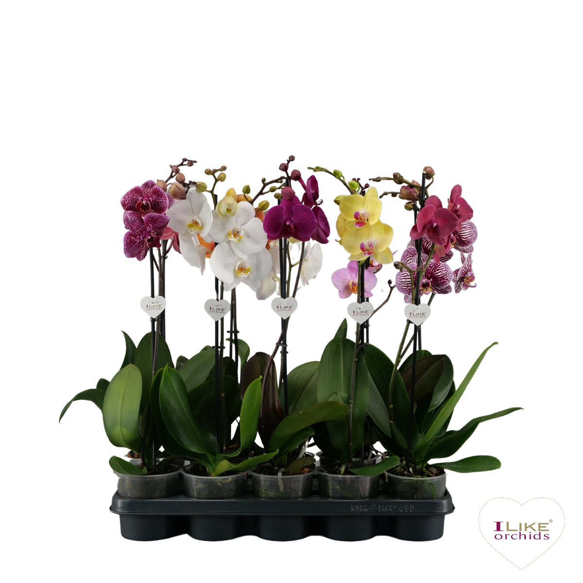 Phalaenopsis mix 55cm 12cm Pot