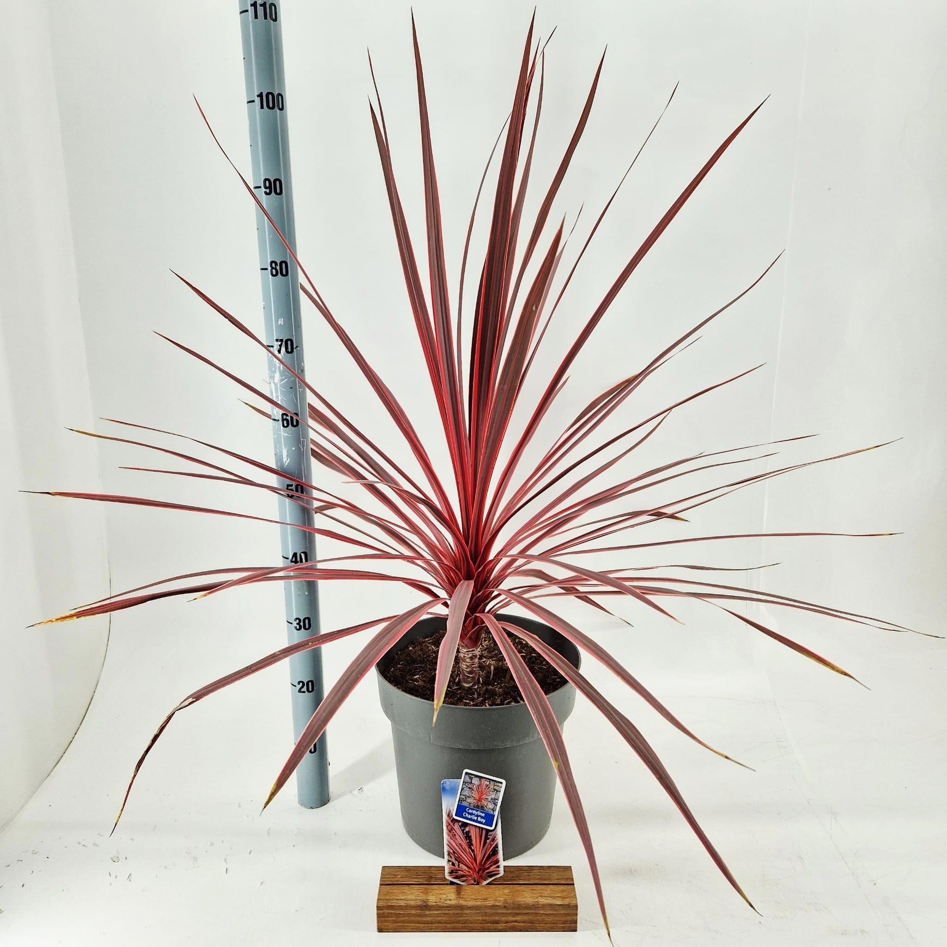 Cordyline 85cm 32cm Pot