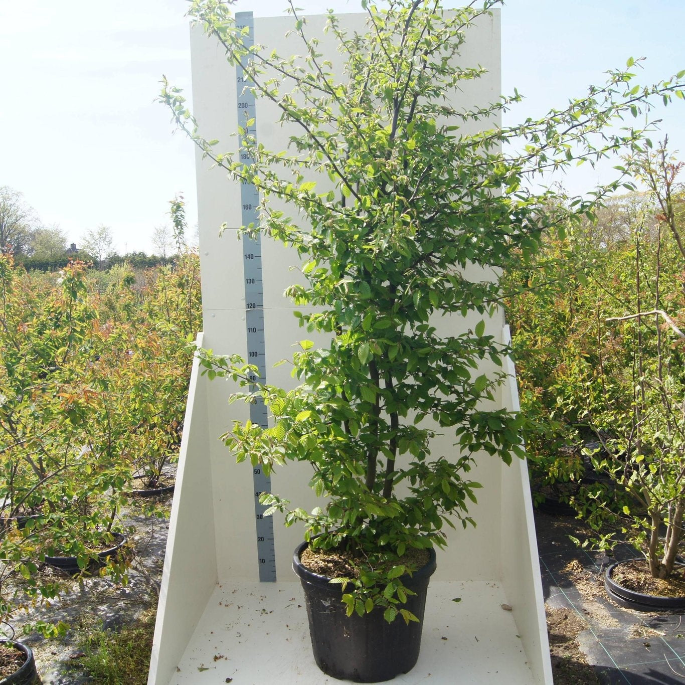 Carpinus betulus 240cm 55cm Pot