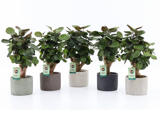 Mondo Verde (Bakker) Polyscias Fabian Pack of 5
