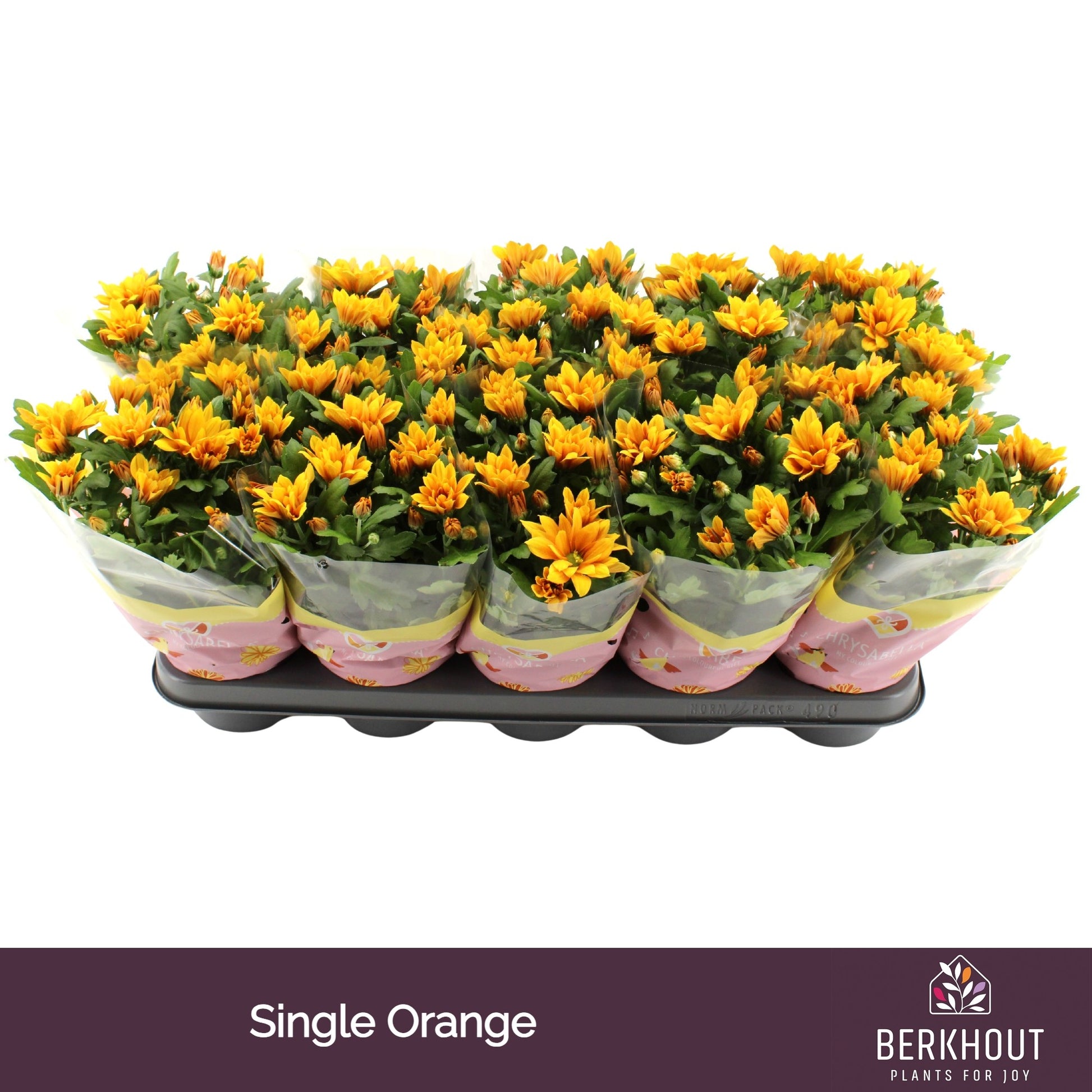 Chrysanthemum Heat 23cm 12cm Pot