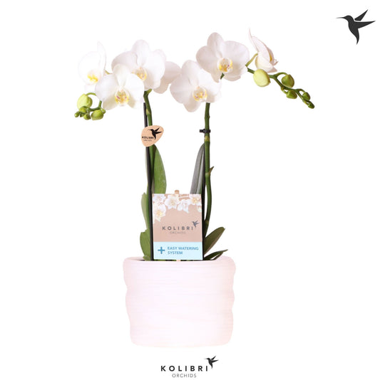 OK Plant Phalaenopsis multiflora white Pack of 4