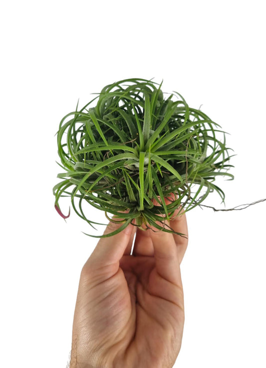 Tillandsia ionantha 10cm 12cm Pot