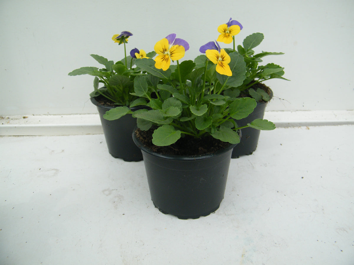 Viola cornuta Blue with yellow 5cm 9cm Pot