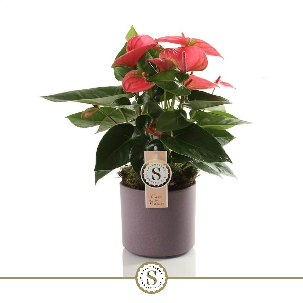 Anthurium Pink Champion 40cm 12cm Pot