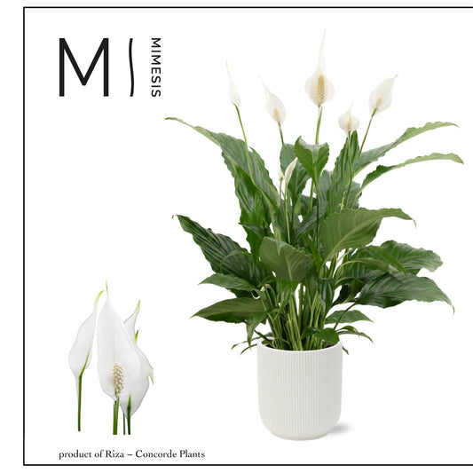 Spathiphyllum Sweet Chico 55cm 13cm Pot