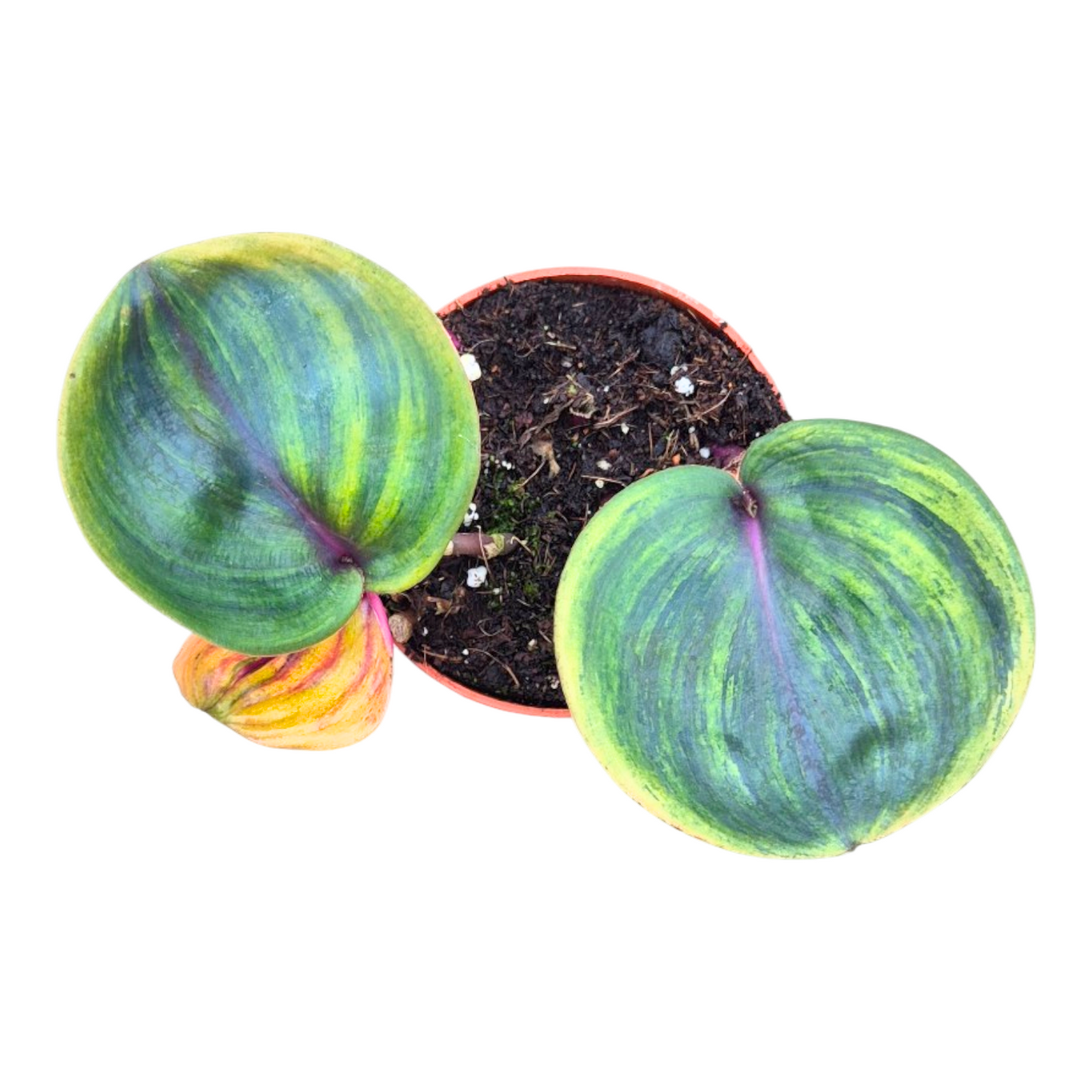 Geogenanthus Midnight Pearl 10cm 9cm Pot