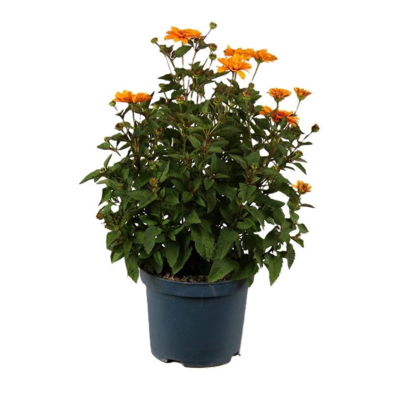 Kempen BV, F.N. Heliopsis Sunspot mixlaag Pack of 1
