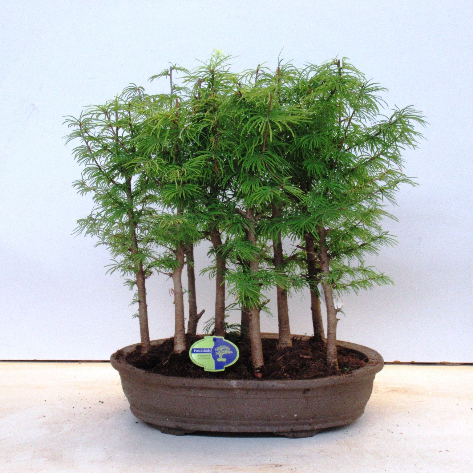 Pseudolarix amabilis 60cm 43cm Pot