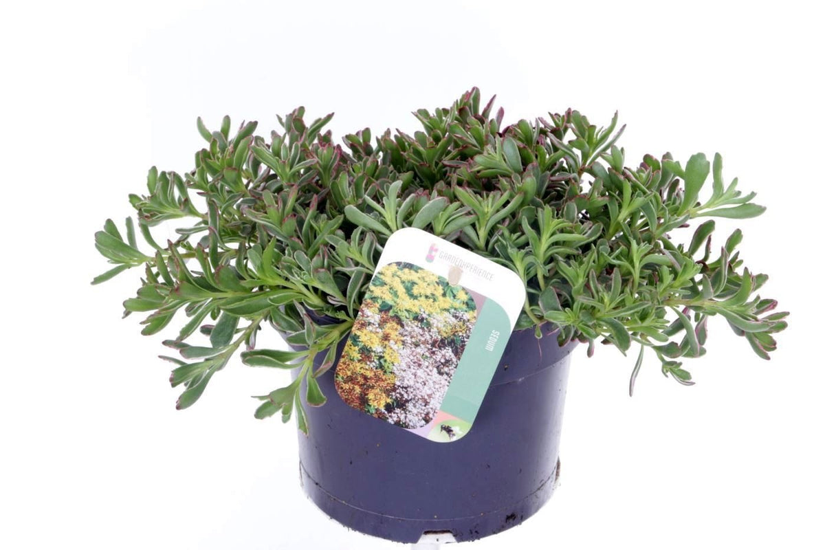 Sedum spurium Tricolor 25cm 17cm Pot