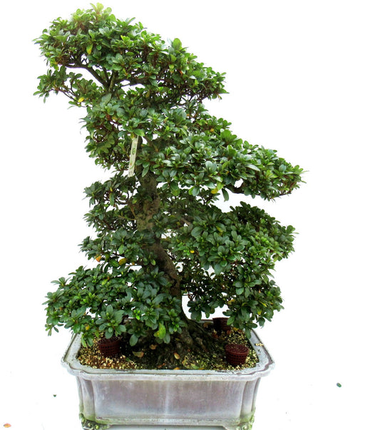 Bonsai Metasequoia Forest 80cm 41cm Pot