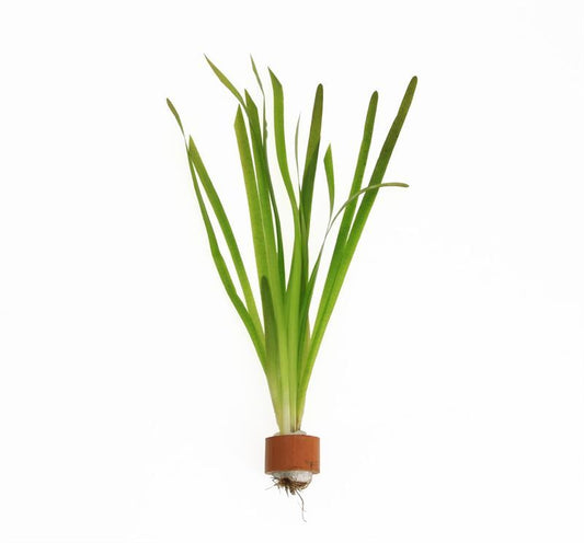 Vallisneria asiatica 5cm 2cm Pot