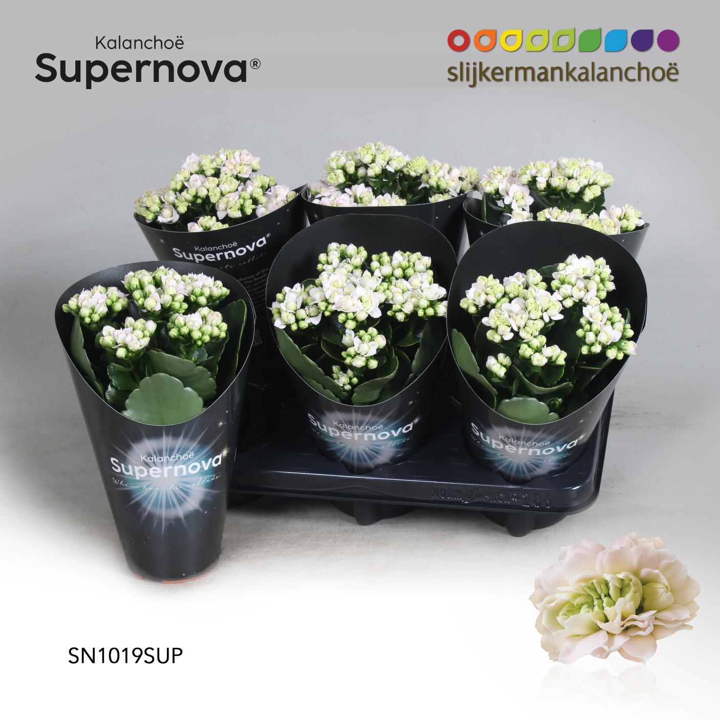 SlijkermanKalanchoe Kalanchoe double Supernova Pack of 6