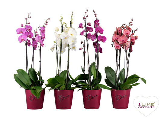 Phalaenopsis mix deco 70cm 17cm Pot