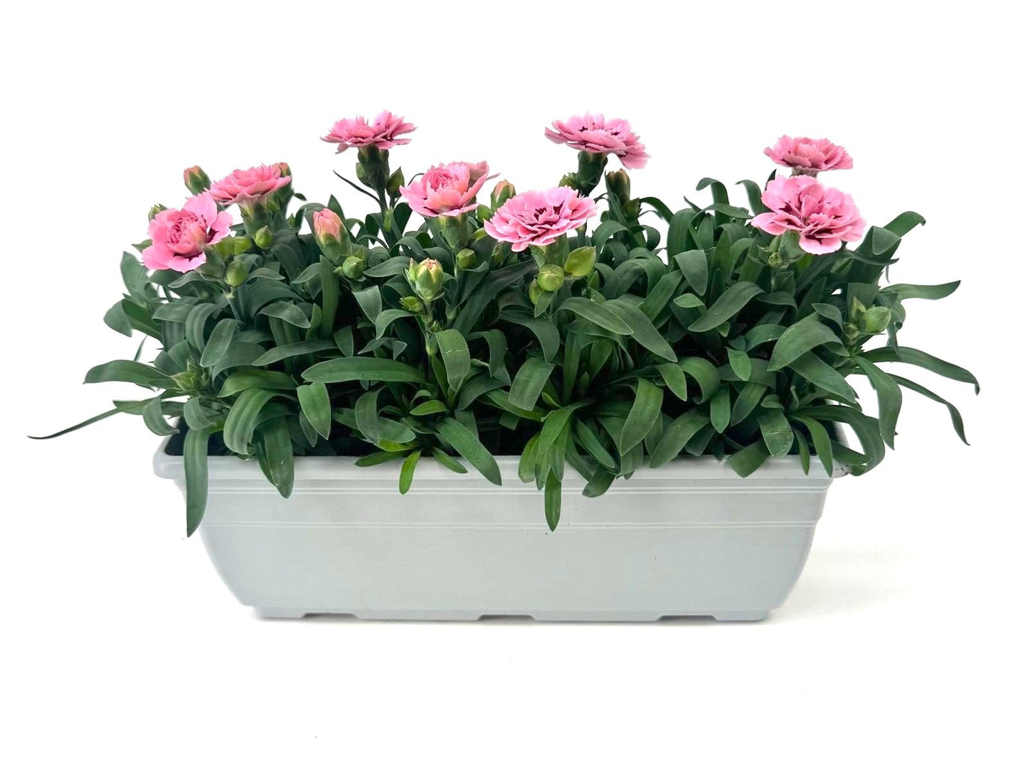 Dianthus Oscar Pink and Purple 24cm 27cm Pot