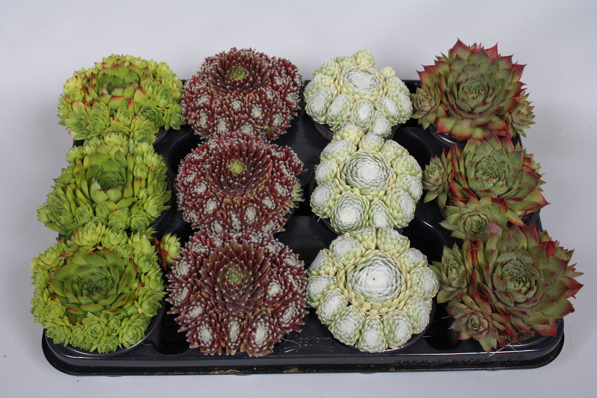 Sempervivum mix 5cm 9cm Pot