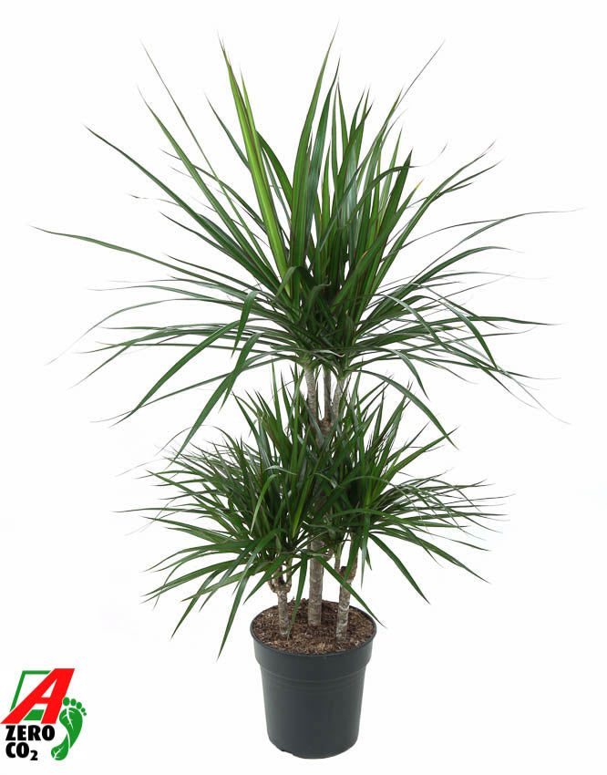 Dracaena marginata 100cm 21cm Pot
